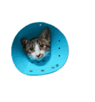 ねこねこにゃんにゃーん（個別スタンプ：17）