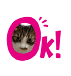 ねこねこにゃんにゃーん（個別スタンプ：18）