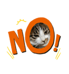 ねこねこにゃんにゃーん（個別スタンプ：19）