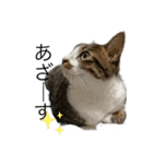 ねこねこにゃんにゃーん（個別スタンプ：21）