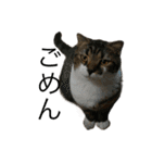 ねこねこにゃんにゃーん（個別スタンプ：23）