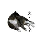 ねこねこにゃんにゃーん（個別スタンプ：24）
