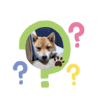 柴犬こまち2（個別スタンプ：1）
