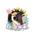 柴犬こまち2（個別スタンプ：3）