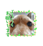柴犬こまち2（個別スタンプ：4）