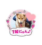 柴犬こまち2（個別スタンプ：5）