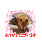 柴犬こまち2（個別スタンプ：6）