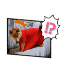 柴犬こまち2（個別スタンプ：7）