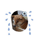 柴犬こまち2（個別スタンプ：8）