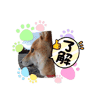 柴犬こまち2（個別スタンプ：9）