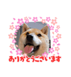 柴犬こまち2（個別スタンプ：10）