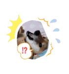 柴犬こまち2（個別スタンプ：11）