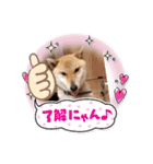 柴犬こまち2（個別スタンプ：12）