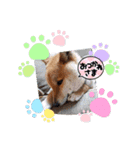 柴犬こまち2（個別スタンプ：13）