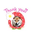 柴犬こまち2（個別スタンプ：14）