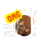柴犬こまち2（個別スタンプ：15）