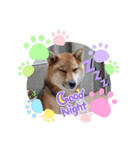 柴犬こまち2（個別スタンプ：16）