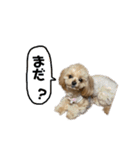 あざとベル（個別スタンプ：12）