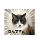 まゆと5匹のねこ3（個別スタンプ：6）