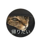 にゃんたろう＾＾（個別スタンプ：4）