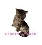 にゃんたろう＾＾（個別スタンプ：7）