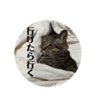 にゃんたろう＾＾（個別スタンプ：9）