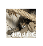 にゃんたろう＾＾（個別スタンプ：11）