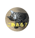 にゃんたろう＾＾（個別スタンプ：12）