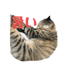 にゃんたろう＾＾（個別スタンプ：13）
