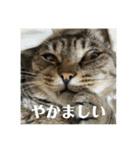 にゃんたろう＾＾（個別スタンプ：18）