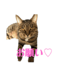 にゃんたろう＾＾（個別スタンプ：19）