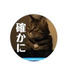 にゃんたろう＾＾（個別スタンプ：23）