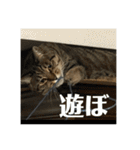にゃんたろう＾＾（個別スタンプ：24）