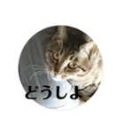 にゃんたろう＾＾（個別スタンプ：26）
