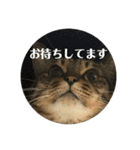 にゃんたろう＾＾（個別スタンプ：27）