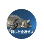 にゃんたろう＾＾（個別スタンプ：29）