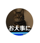 にゃんたろう＾＾（個別スタンプ：31）