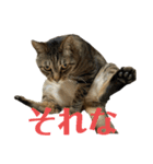 にゃんたろう＾＾（個別スタンプ：35）