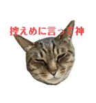 にゃんたろう＾＾（個別スタンプ：38）