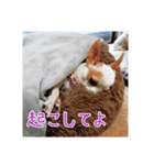 スムチー♡チルチルの毎日スタンプ②（個別スタンプ：2）