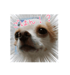 スムチー♡チルチルの毎日スタンプ②（個別スタンプ：3）
