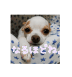 スムチー♡チルチルの毎日スタンプ②（個別スタンプ：7）