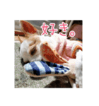 スムチー♡チルチルの毎日スタンプ②（個別スタンプ：17）