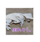 スムチー♡チルチルの毎日スタンプ②（個別スタンプ：21）