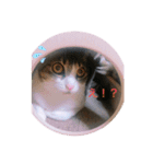 ♡琴子スタンプ♡（個別スタンプ：4）