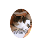 ♡琴子スタンプ♡（個別スタンプ：9）