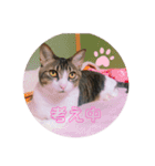 ♡琴子スタンプ♡（個別スタンプ：17）