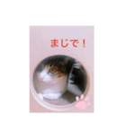 ♡琴子スタンプ♡（個別スタンプ：22）