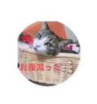 ♡琴子スタンプ♡（個別スタンプ：24）