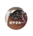 ださかわ！まぁちゃんのでこでこスタンプ（個別スタンプ：4）